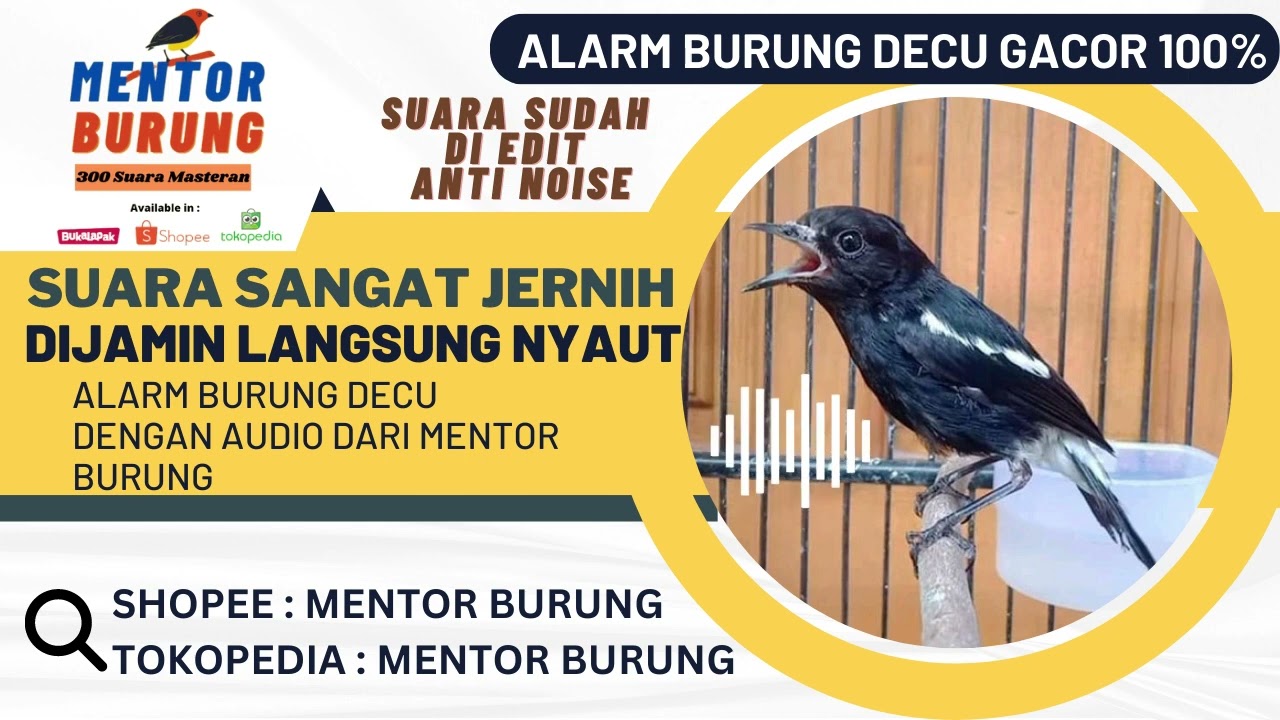 Masteran Alarm Burung Decu Gacor Anti Noise Pancingan Decu Yang Macet Jadi Gacor dan Konslet