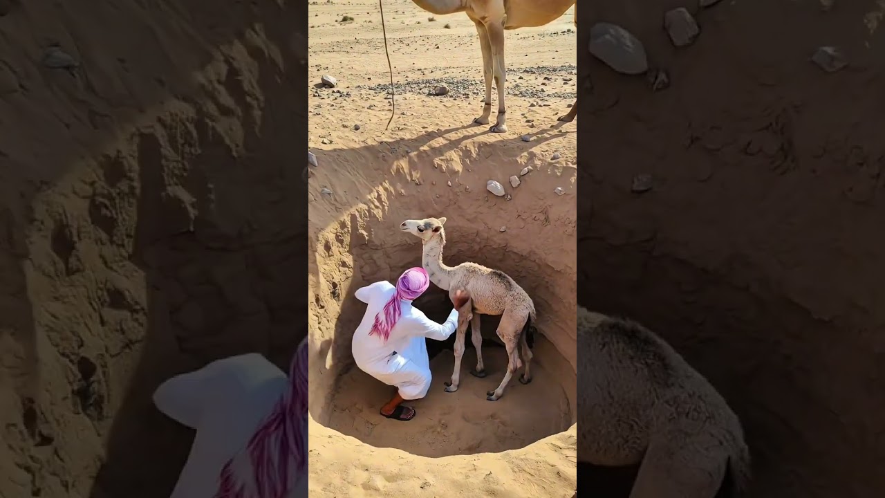 A Mother Camel Saves Her Trapped Calf with the Help of a Man! #animals #rescue #humanity