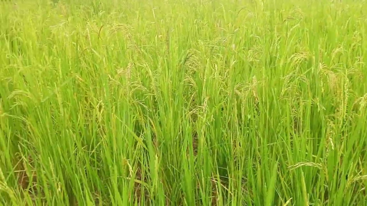 Rice farming is one of the most profitable businesses, Rice farming 2024 