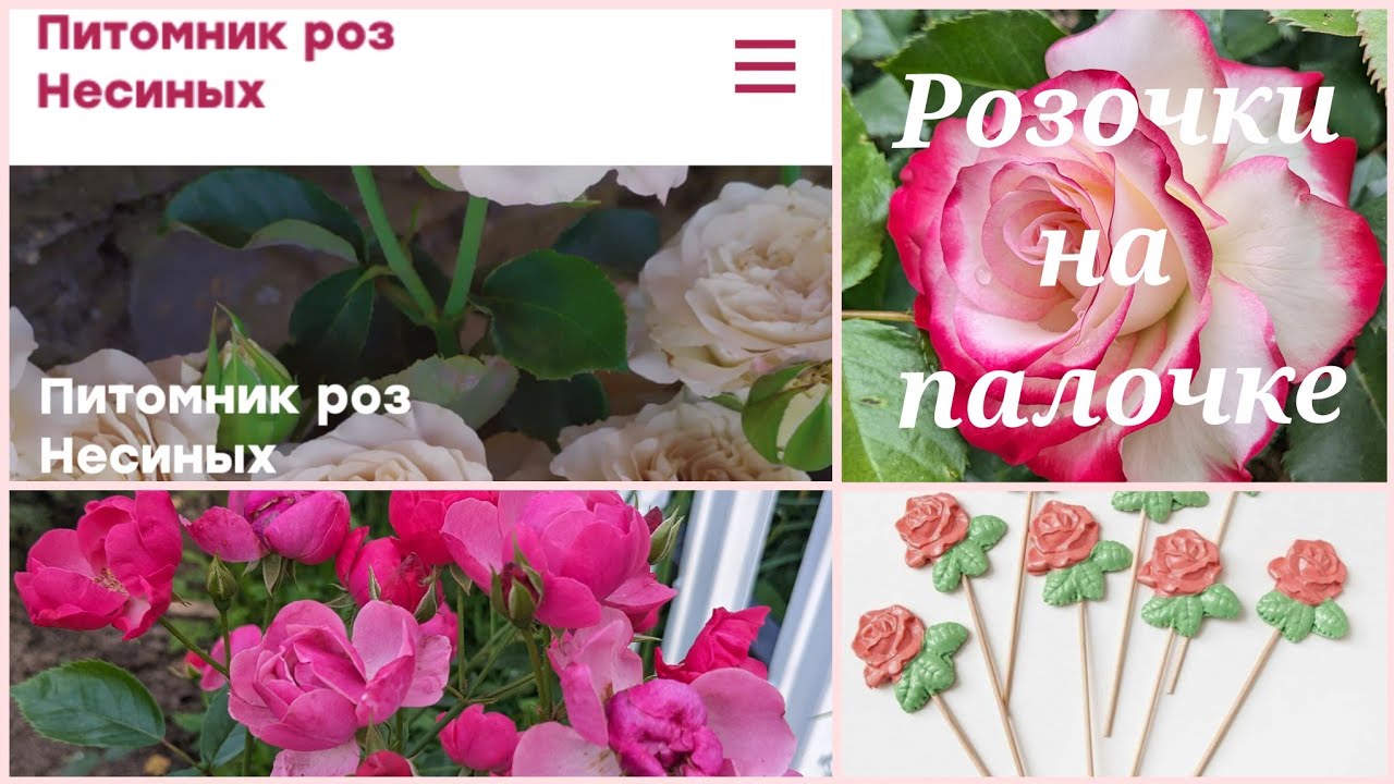 Шикарные розы на штамбе из питомника Несиных! 22 сентября 2023 г.
