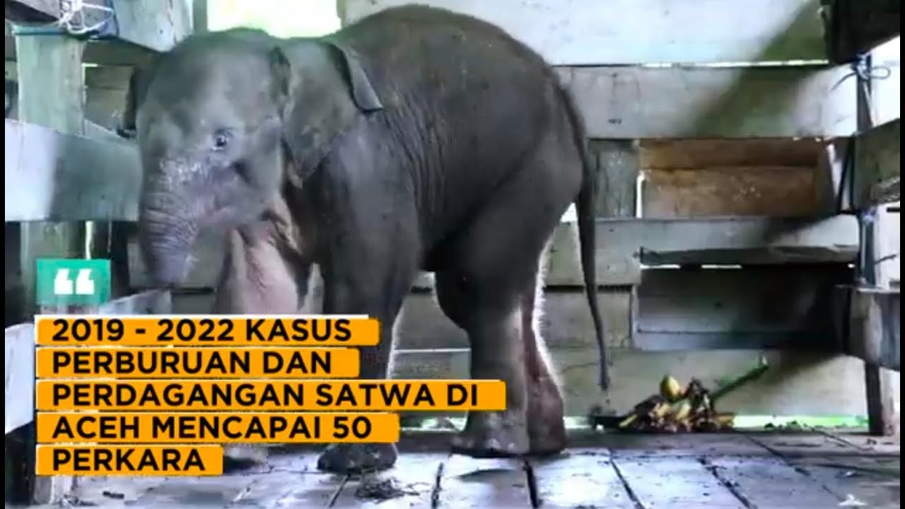 STOP PERBURUAN SATWA LINDUNG!!!
