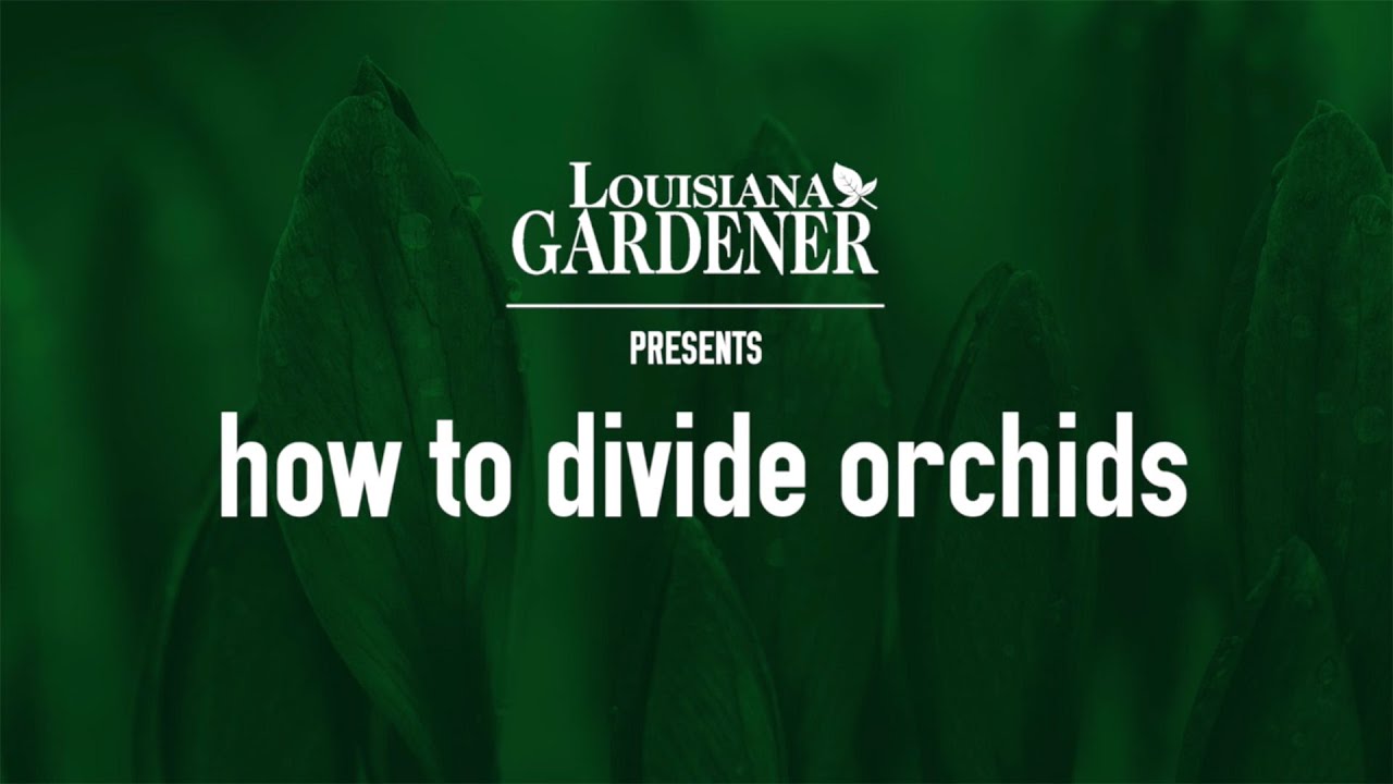 How to Divide Orchids
