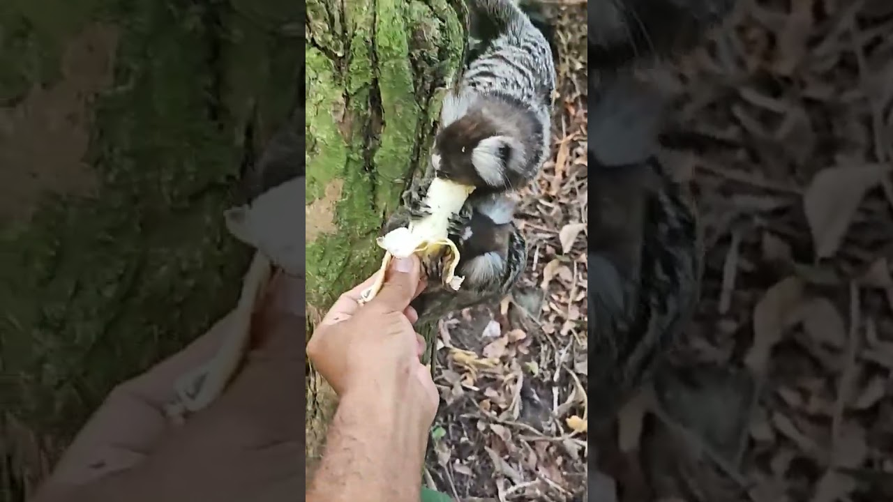 SAGUIS DO CAPIBARIBE.