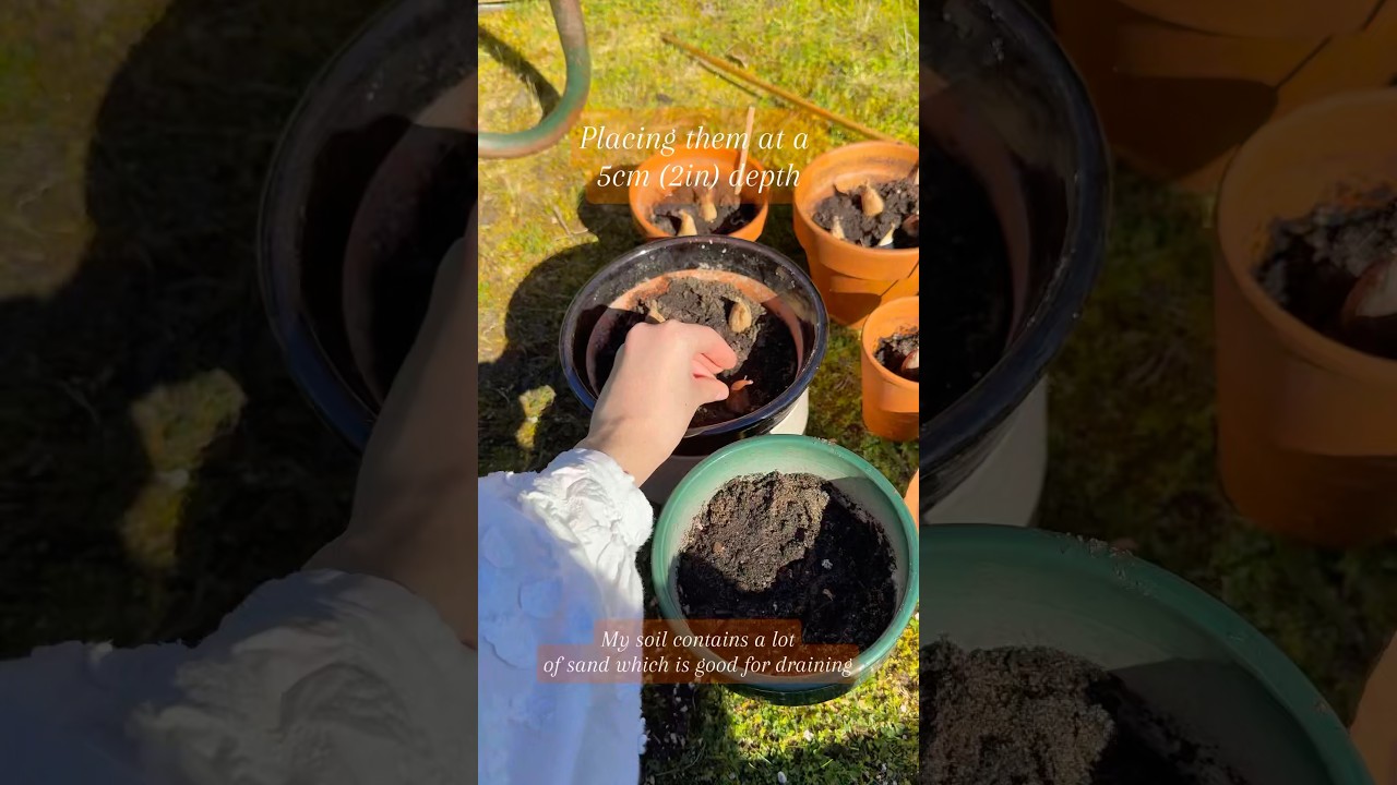 Planting Freesia bulbs #gardeningideas #gardeningtips #freesia #growingflowers #flowerlover #spring