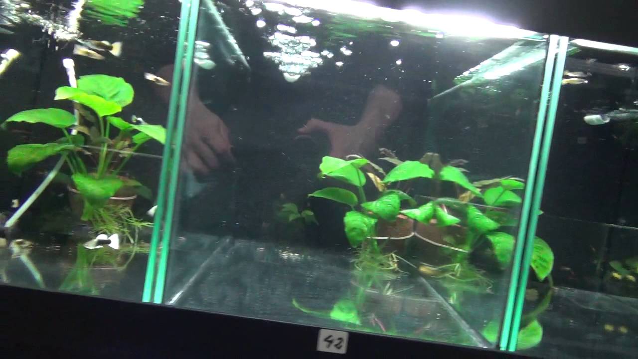 Guppy Room ( new update )