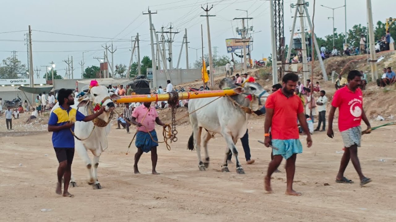 కాల్వబుగ్గ న్యూ క్యాటగిరి విభాగం 17 వ జత బుల్స్