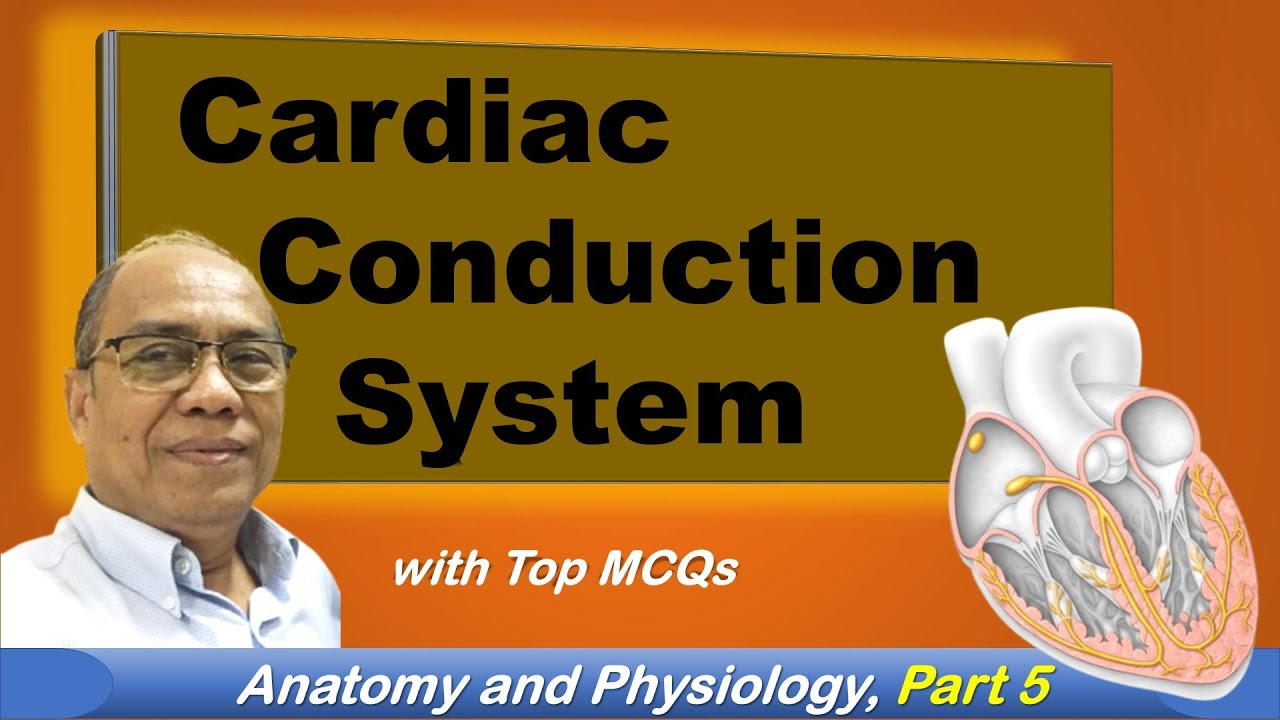 Part MCQs | Cardiac Conduction System