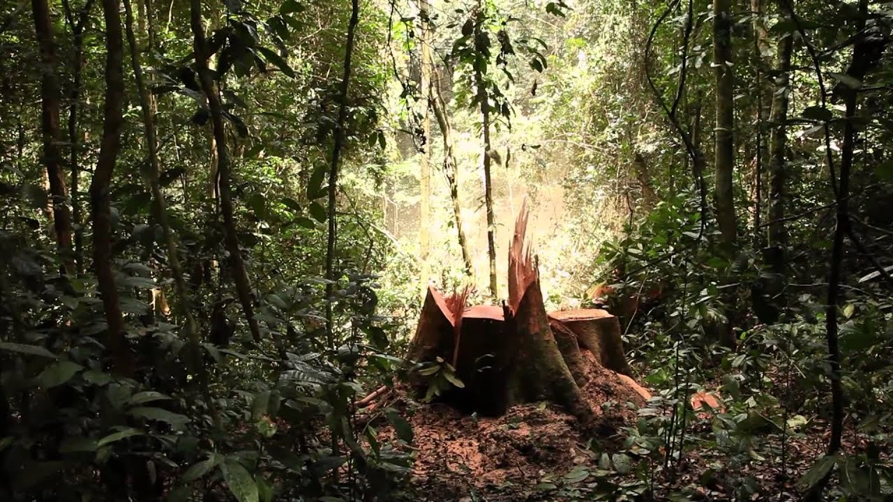 Moclair, bûcheron repenti - Voyages en forêt des pluies - Tournage #32 - Gabon