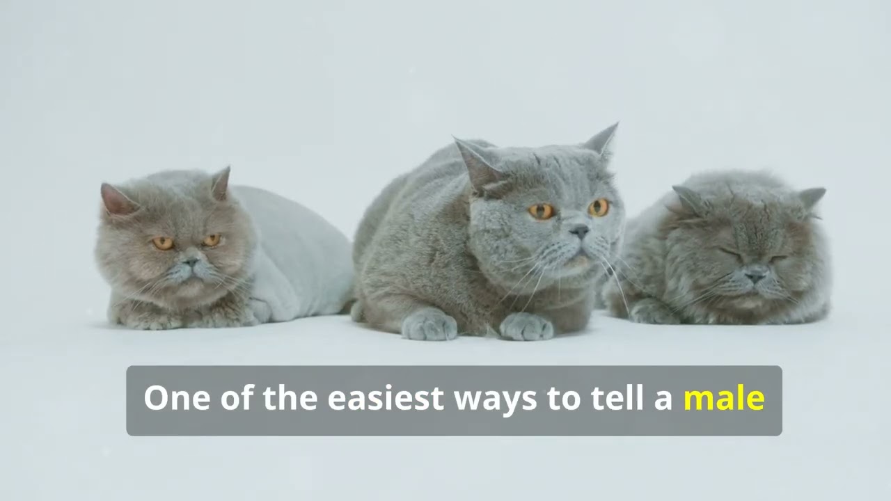 The Difference Between Male and Female cats #cat #catlover #cateducation #foryou #foryoupage