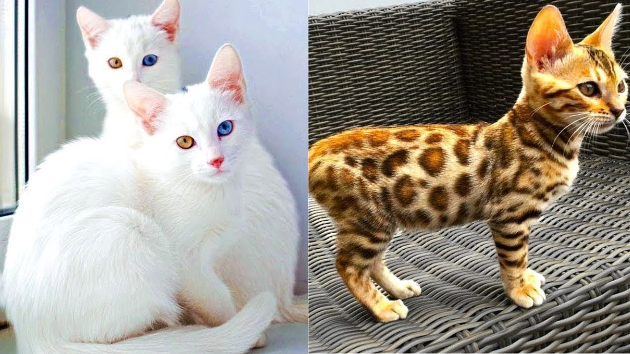 16 SELTENE Katzenrassen, die nur WENIGE Menschen gesehen haben!