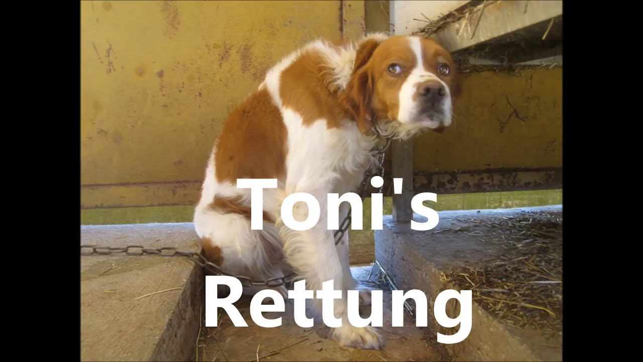 TONI's Befreiung von  der Kette.....