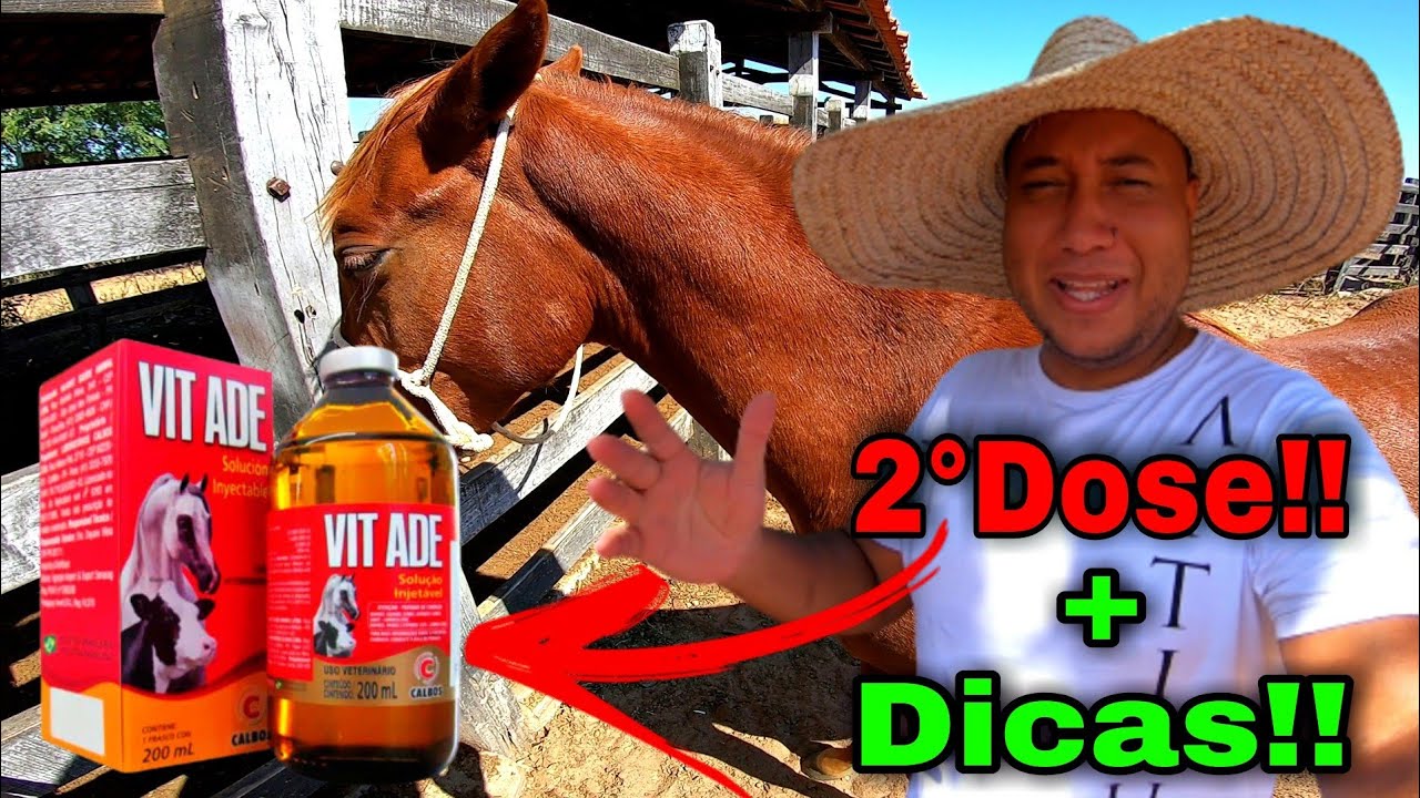 COMO APLICAR ADE NO POTRO PARTE 2 - dicas pra você aplicar injeção intramuscular no seu cavalo.