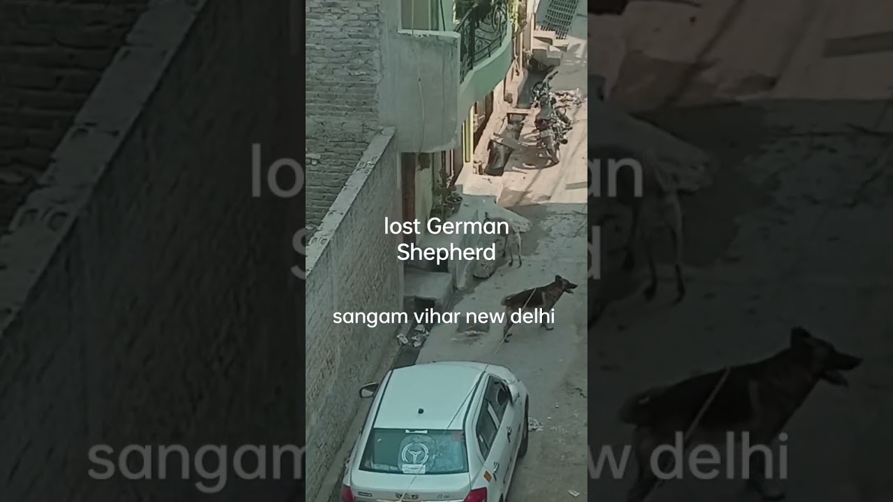 lost German Shepherd comment if U know any info