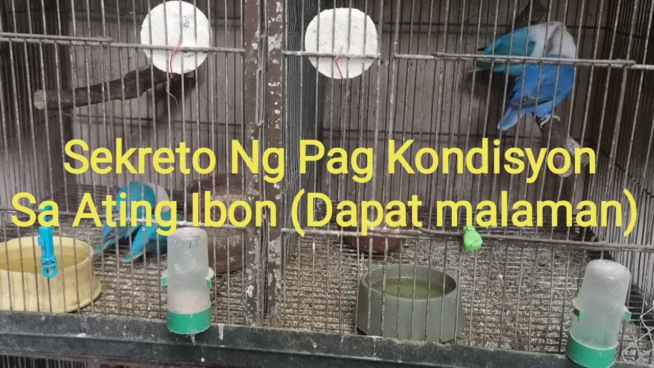 Sekreto Ng Pag Kondisyon Sa Ating ibon (Dapat Malaman) vlog #53