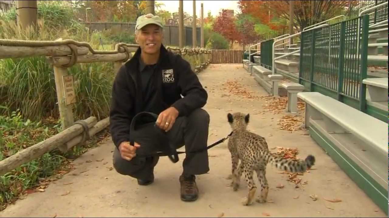 Zoo View Cheetah Cub Savanna Nat Geo - Cincinnati Zoo