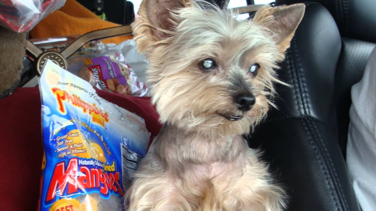 Sweet Molly 1999 - 2015