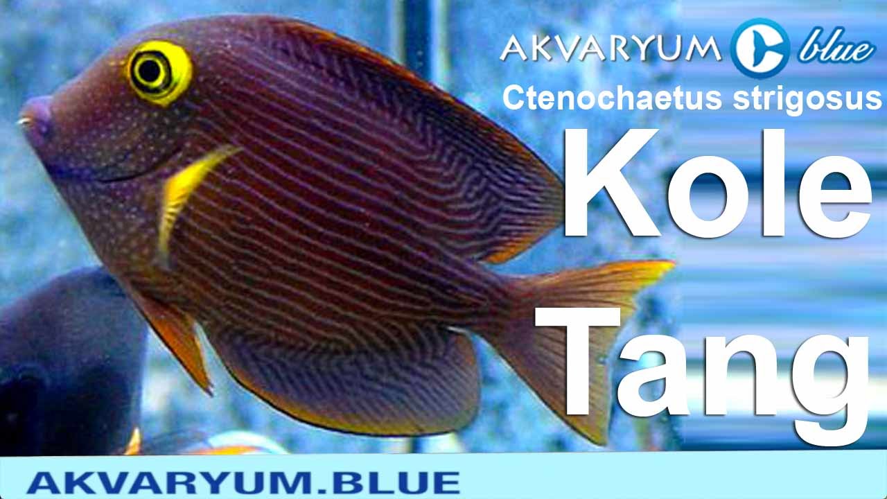 Ctenochaetus strigosus - Kole Tang