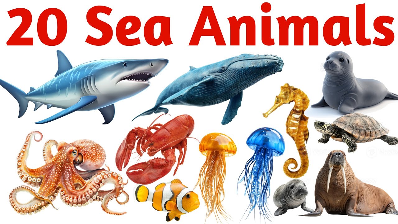 20 समुद्री जानवर | Learn 20 Sea Animals Names in English with Pictures and Sounds for Kids
