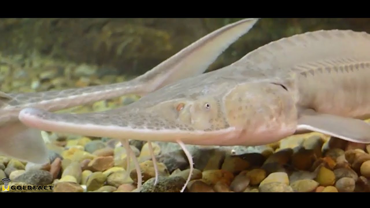 Sturgeon Facts | An Anadromous Fish