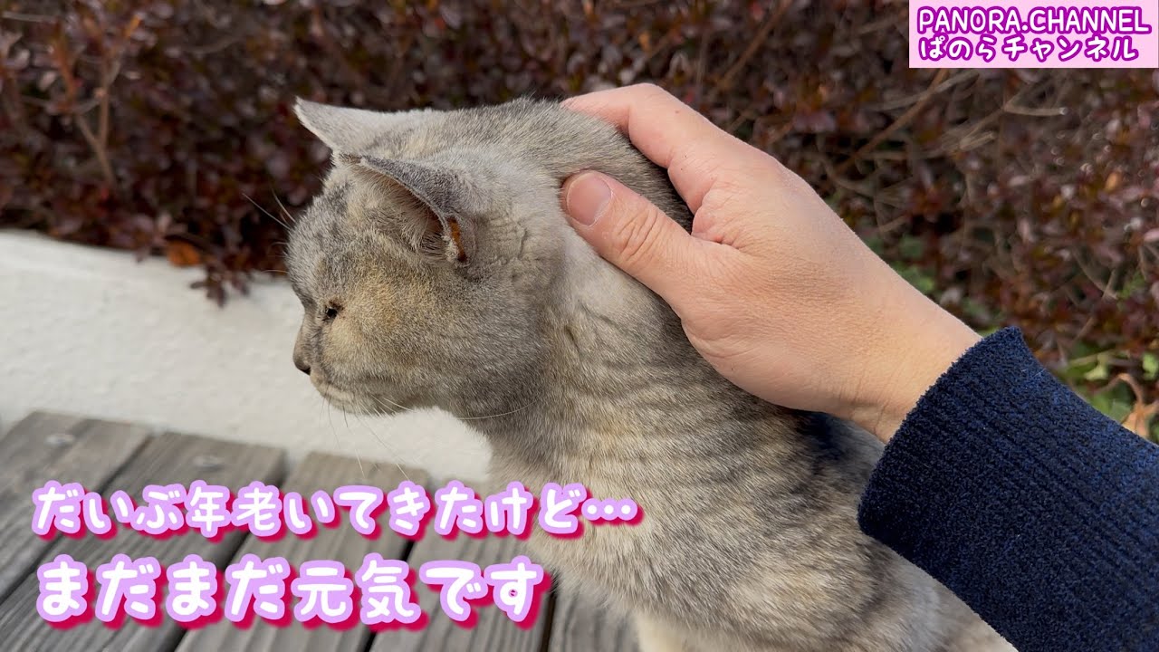 【福岡の地域猫】だいぶ年老いてきたね…でもまだまだ元気です　癒される 猫動画 Soothing cat videos Cats video ぱのらチャンネル PANORA.CHANNEL