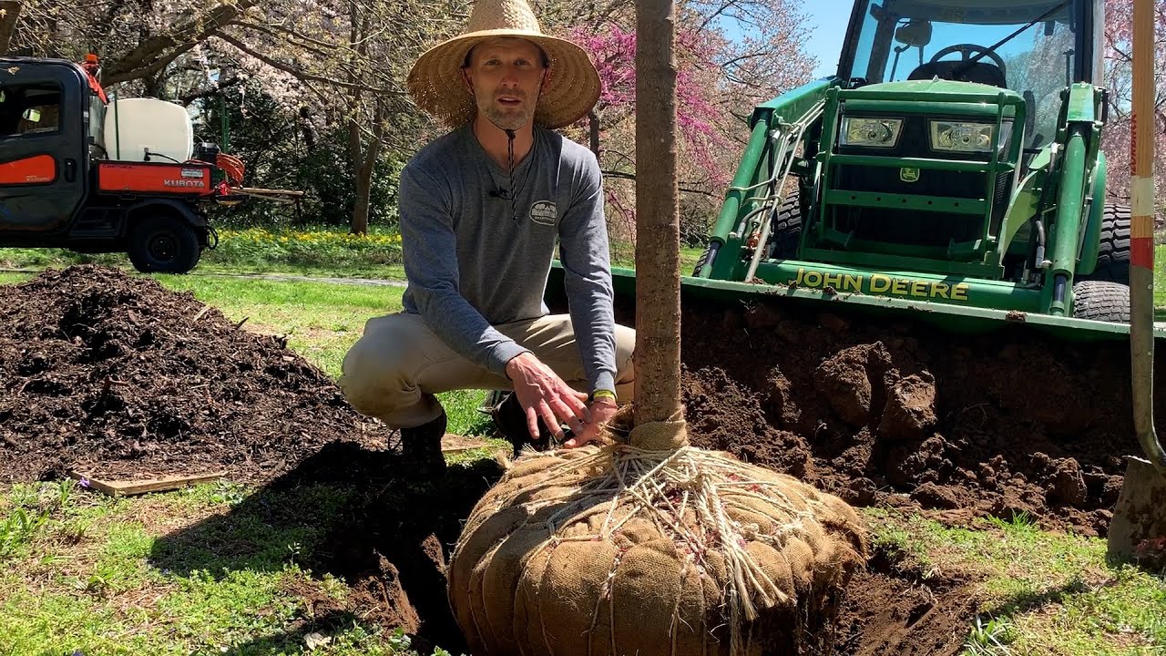 Gardeners Almanac: April 12  - Planting B&B Tree