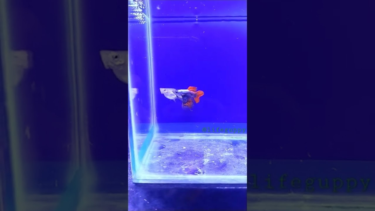 Platinum red tail dumbo