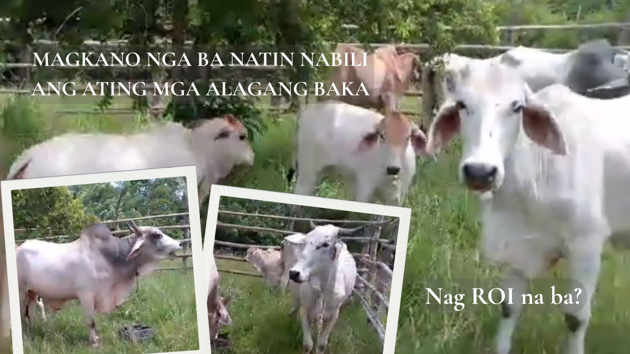 Magkano nga ba natin nabili ang ating mga alagang baka | Nag ROI na ba?