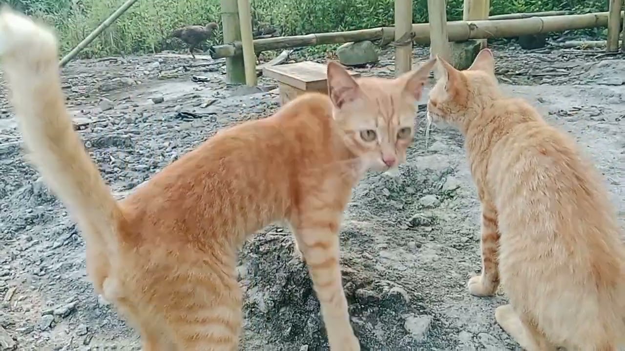 Dua oyen yang selalu manja dan lucu