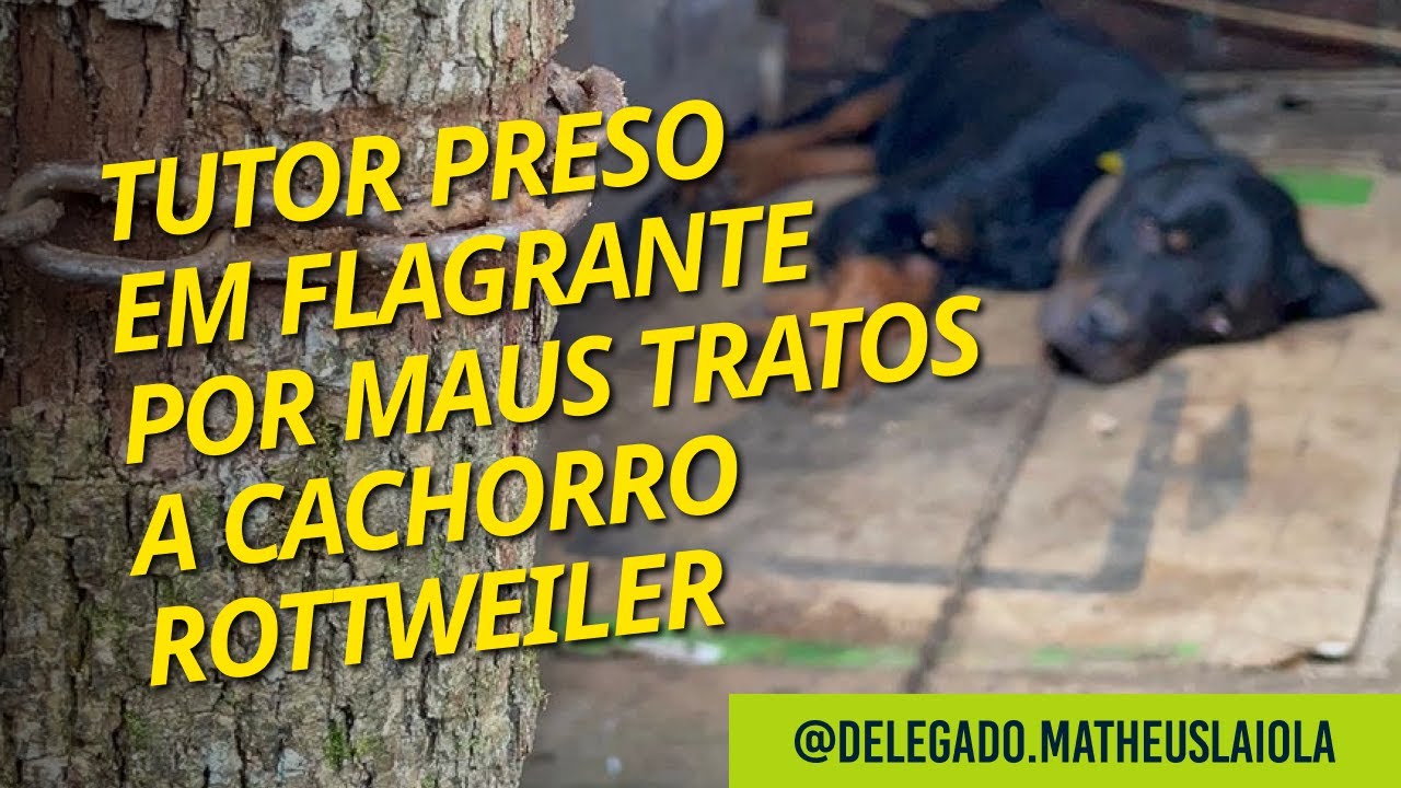 Tutor Preso em Flagrante por Maus Tratos a Cachorro Rottweiler | Delegado Matheus Laiola