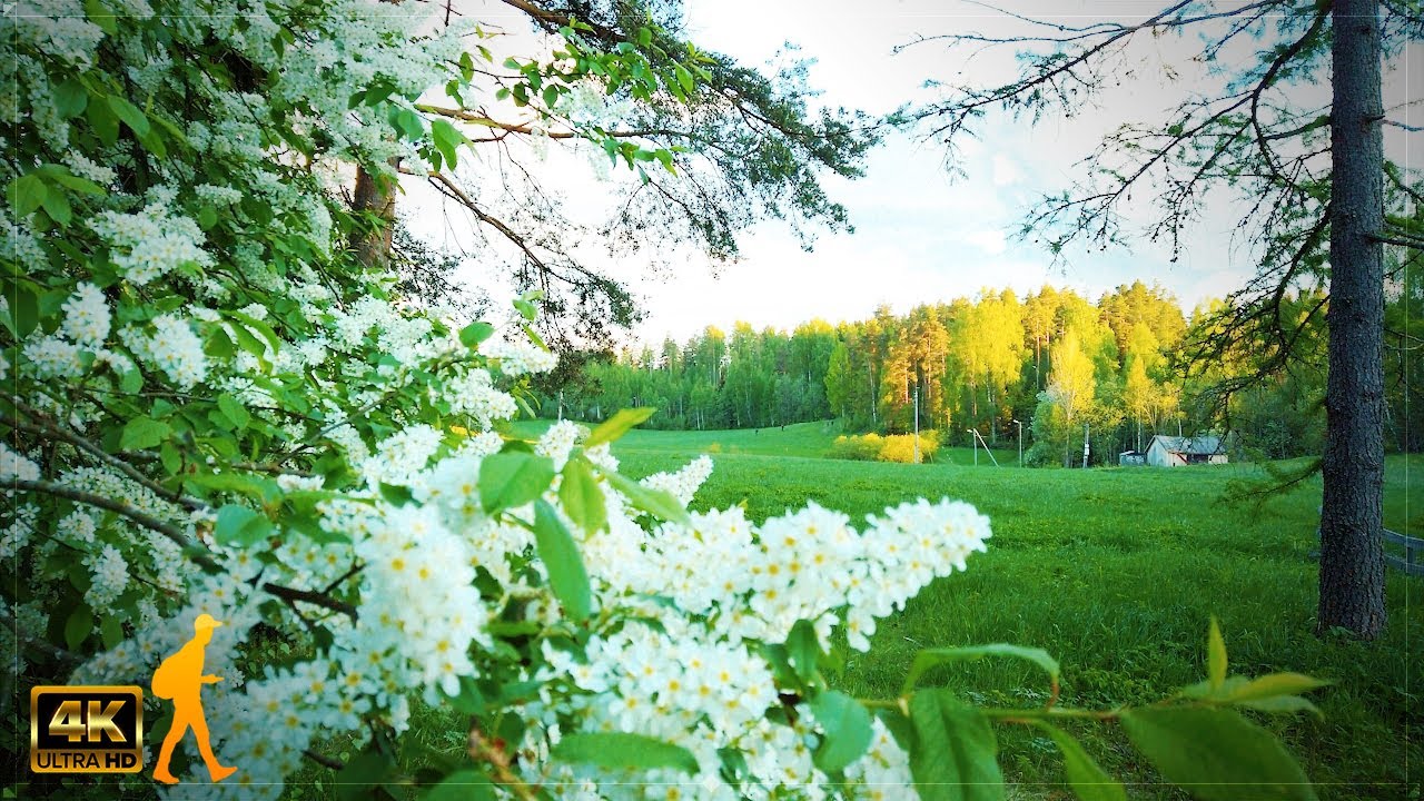 Walking in Natural Beauty Forest 🌼 Ollilanlampi, Kerava, Finland