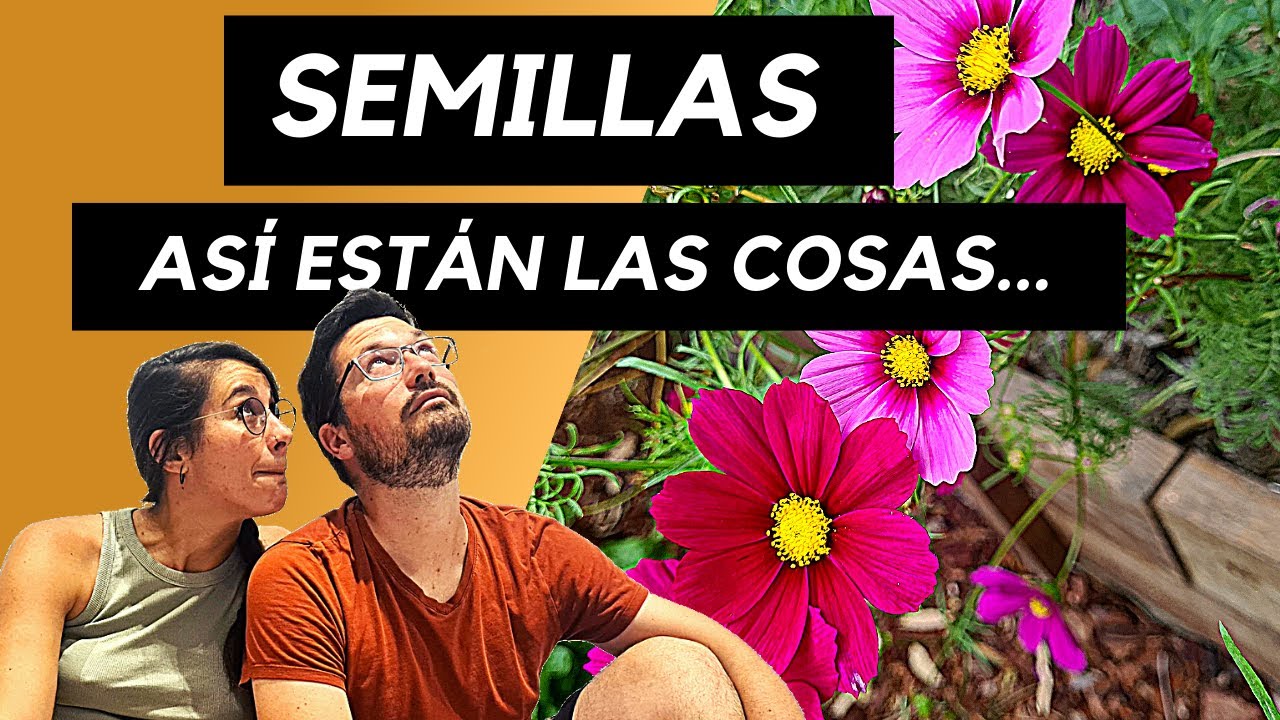 SEMILLAS: lo que necesitas saber | Variedades| Híbridos | Transgénicos