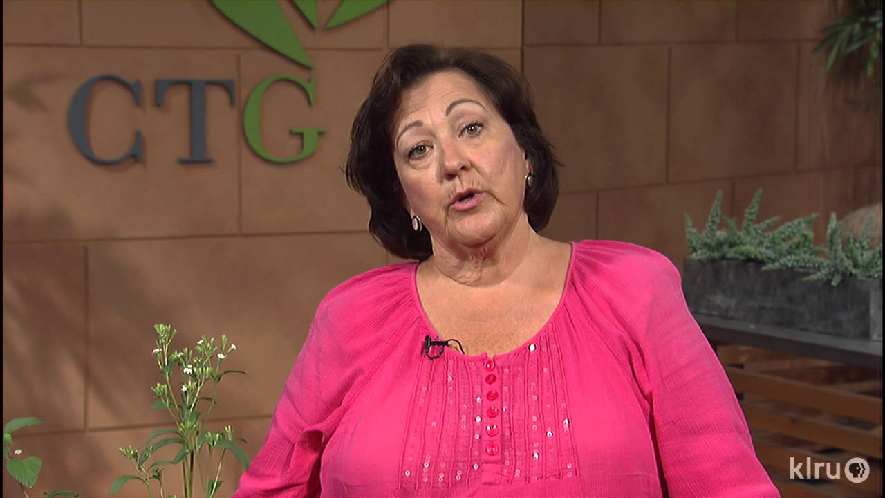Growing Stevia |Trisha Shirey|Central Texas Gardener