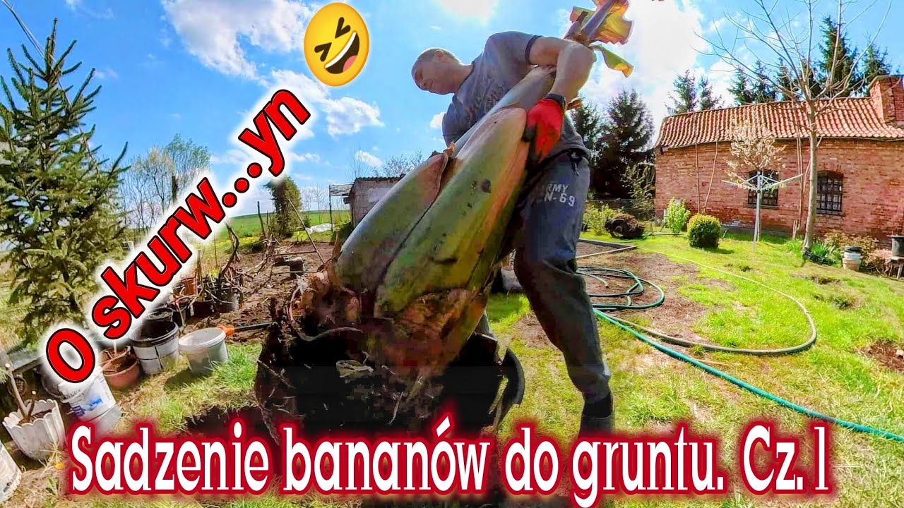 🍌 Sadzenie bananów do gruntu. Mniejszy ensete ventricosum maurelii, uprawa w Polsce 💪 Pozdrawiam !👋