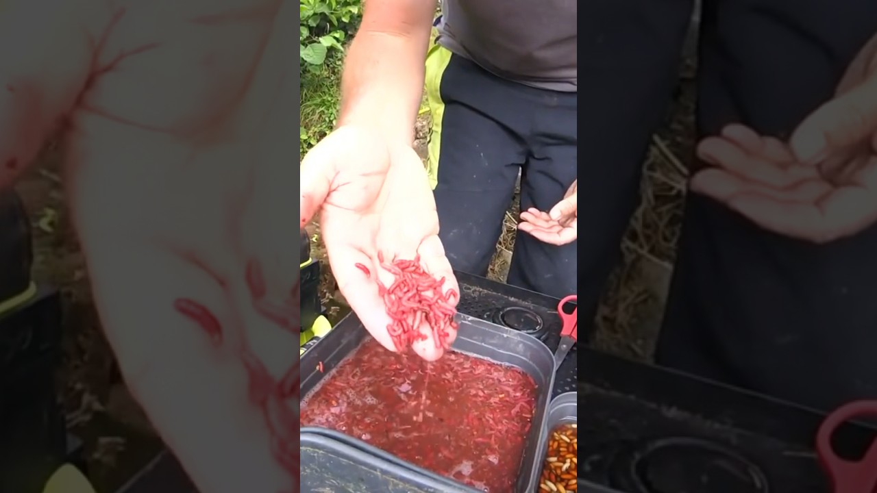 Simple TRICK for fresh dead red maggots! #livematchfishing #matchfishing #fishingshow