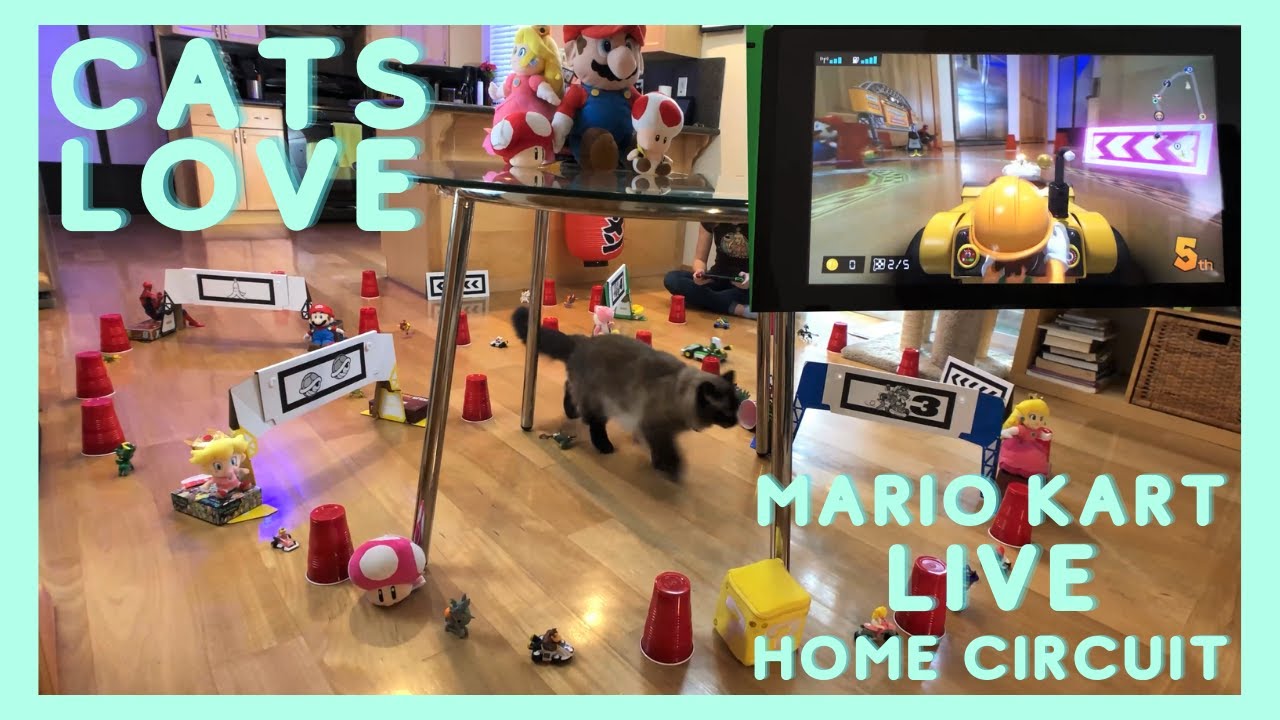 Mario Kart Live Home Circuit - A Very Expensive Cat Toy