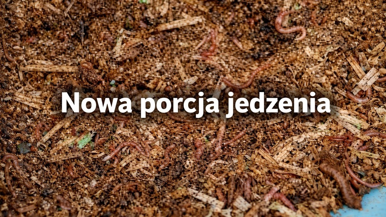 Kolejna porcja jedzenia dla dżdżownic – czy znajdziemy coś ciekawego?