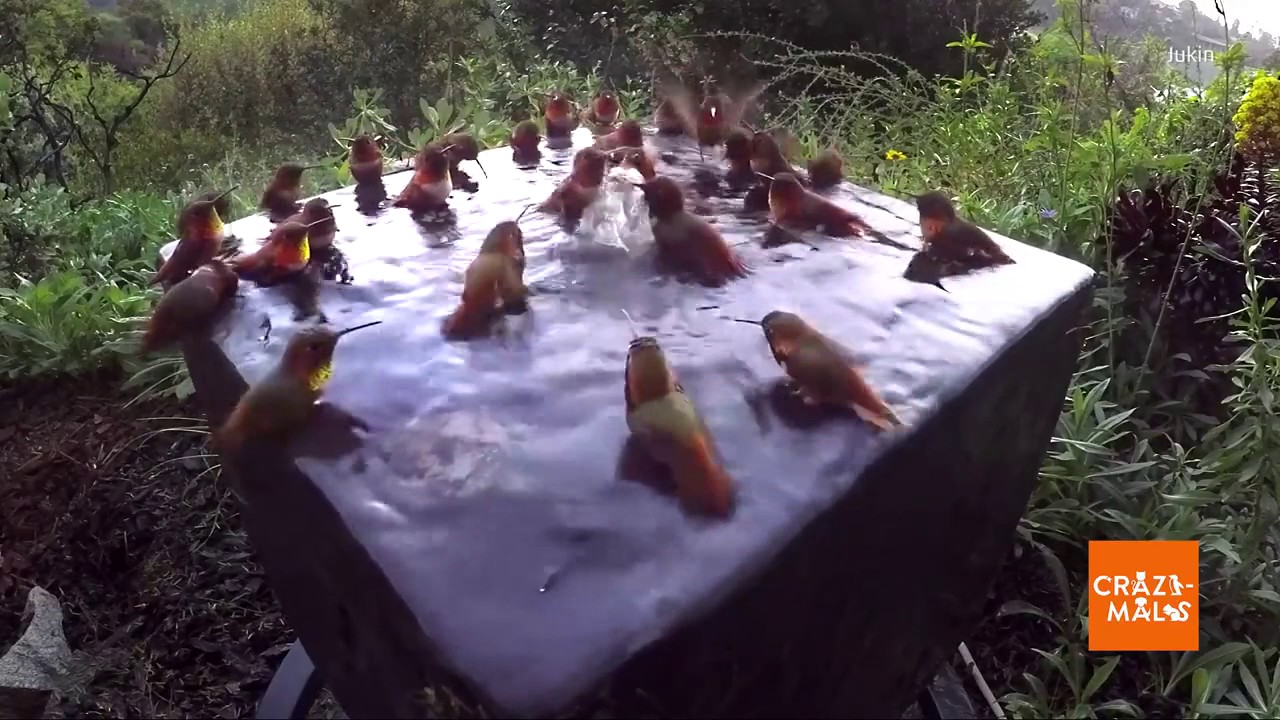 It's a hummingbird pool party!