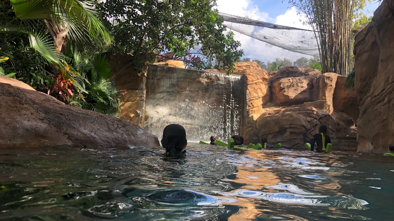 Amazing Lazy River with Waterfalls, Caves, and Birds YOU CAN FEED! (Discovery Cove)