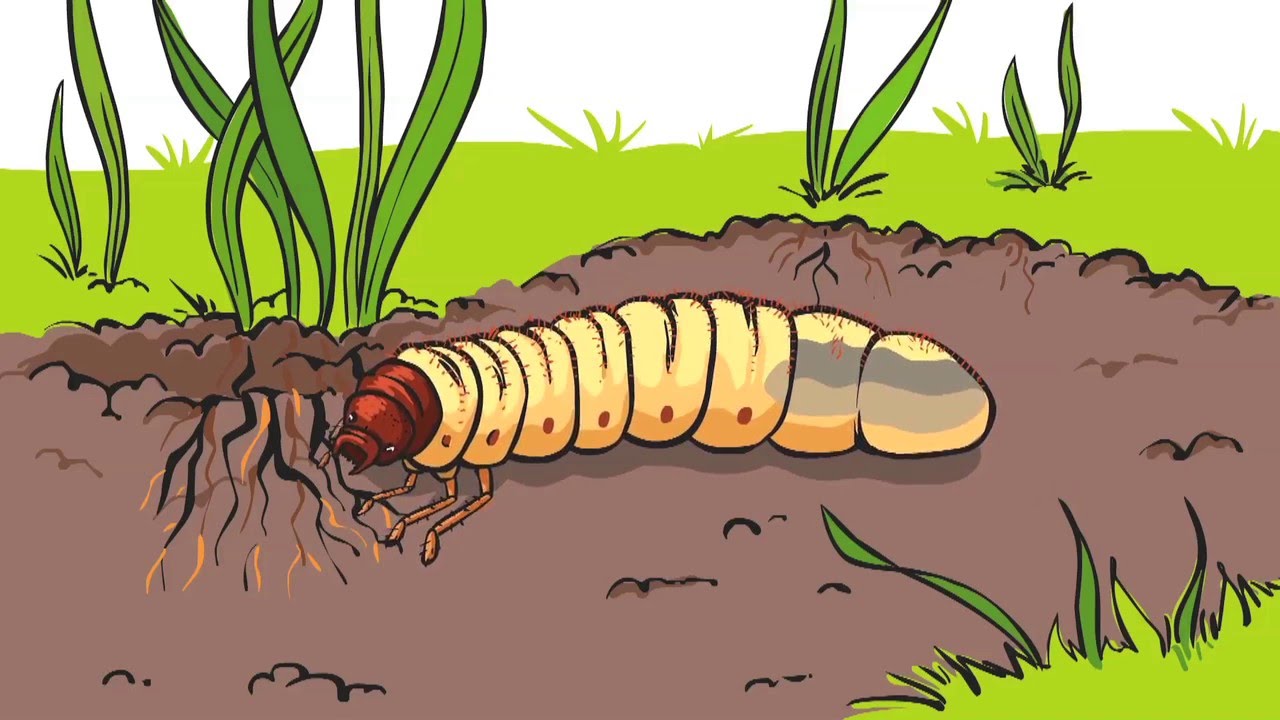 Engerlinge im Garten - Engerlinge unterscheiden, Schädlinge erkennen