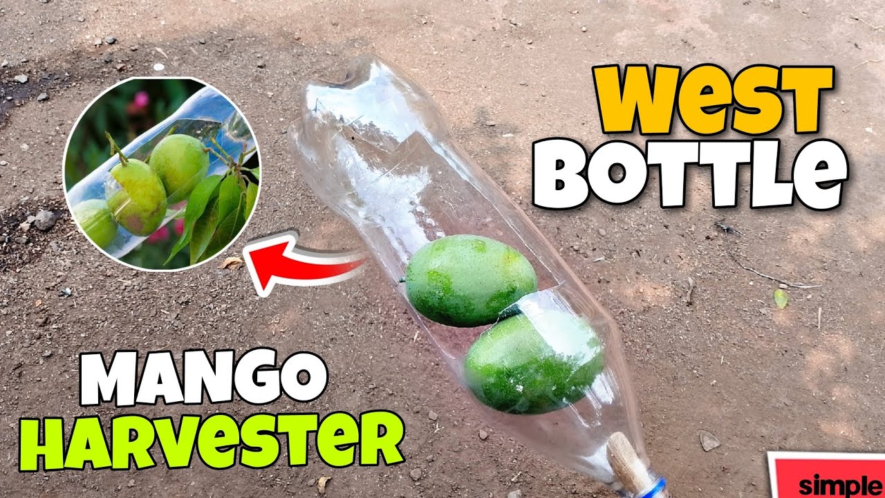 आम 🍋तोडणे का देशी जुगाड -West Bottle Use Mango 🍋Harvester / West Bottle  2025