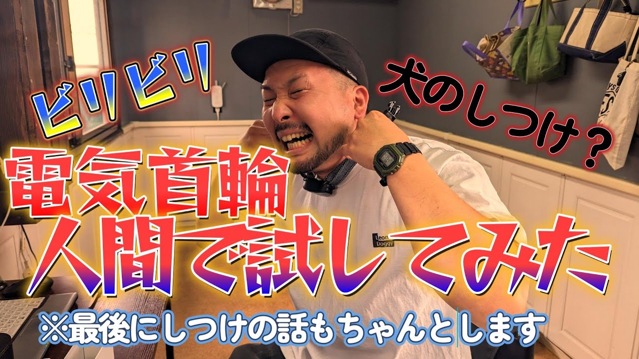 【ヤバ過ぎ】電気ショックを現役トレーナーが試してみた！最後は真面目にお話し。#犬のいる暮らし