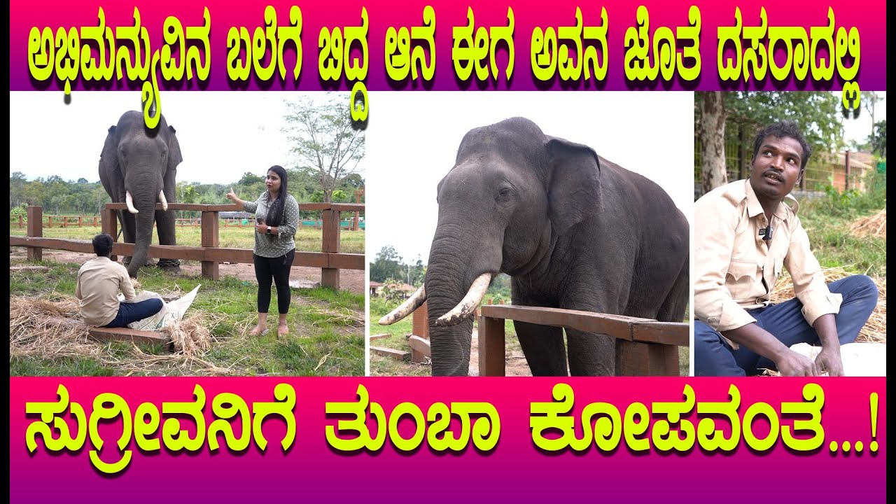 ಸುಗ್ರೀವ ಅಭಿಮನ್ಯು ಸೆರೆ ಹಿಡಿದ ಆನೆ, ತುಂಬಾ ಕೋಪ ಸ್ವಭಾವ ಇವನಿಗೆ Dasara 2022 elephant Sugreeva dubare Camp