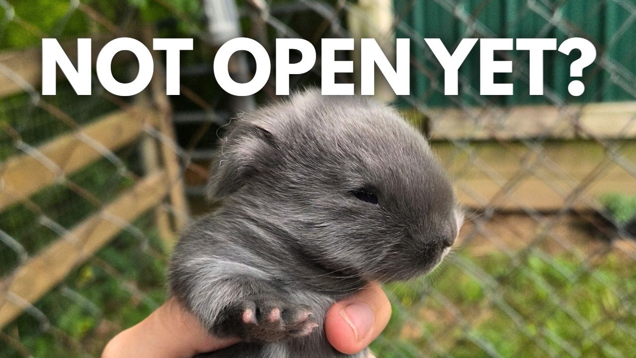 When Do Rabbits Open Their Eyes