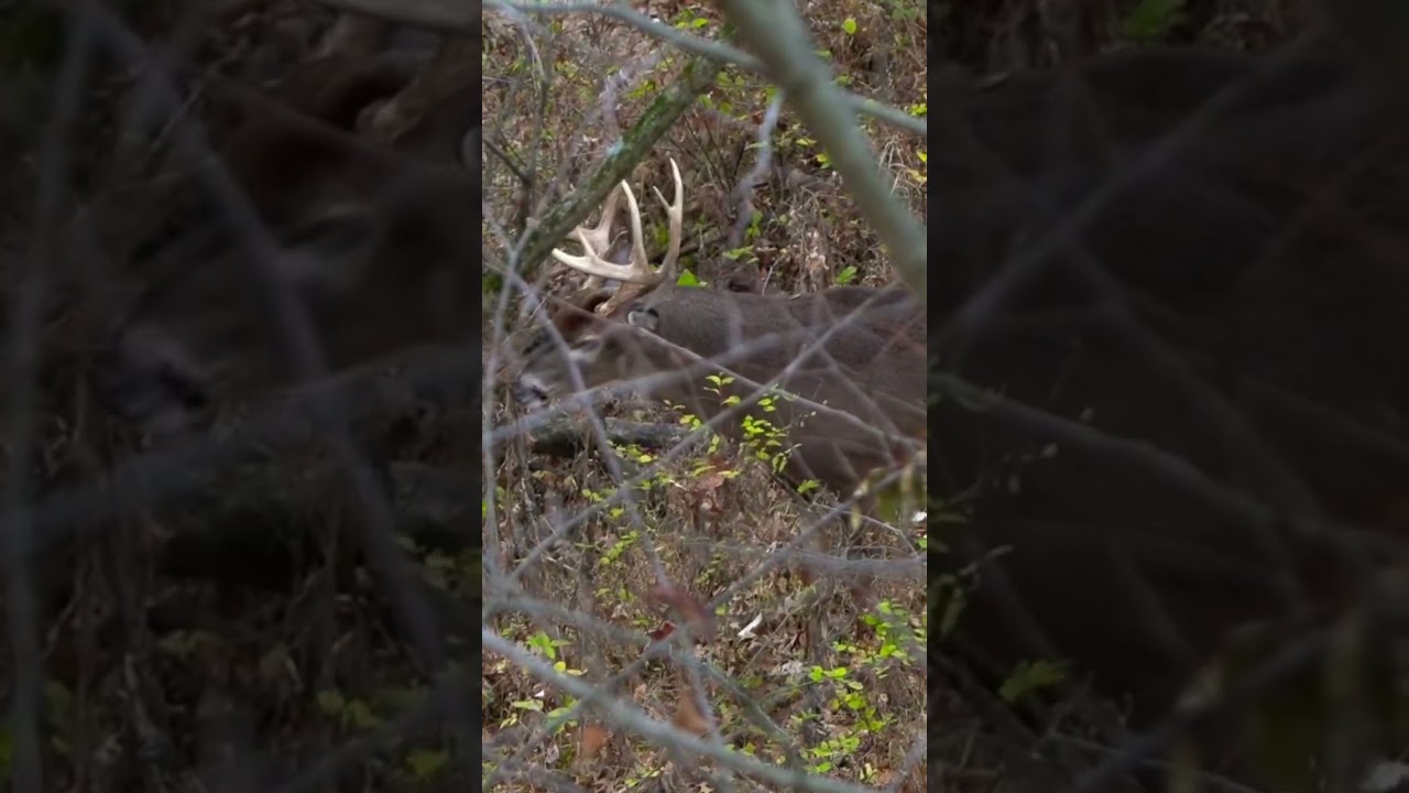 SUPER LOUD Snort Wheeze, Rattling At Aggressive Whitetail Buck #shorts #hunting #wildlife