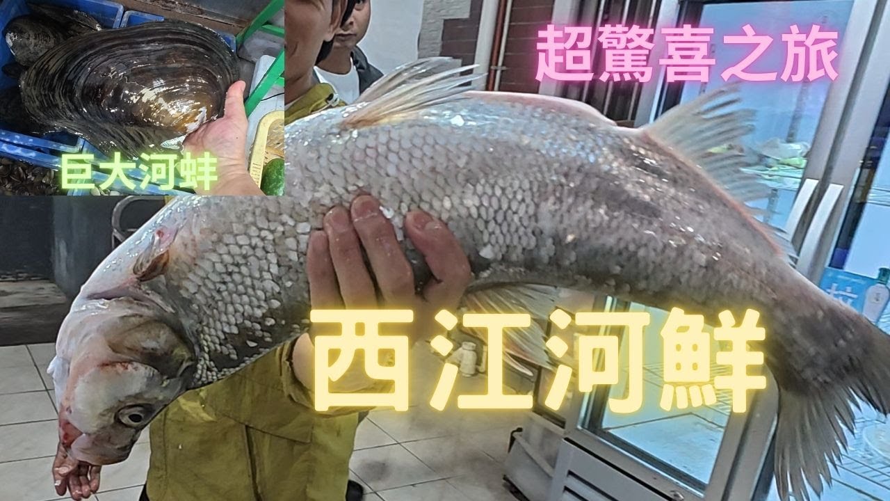 中山西江河鮮😍好多新奇野魚種,樣樣試,超巨大河蚌,巨曲腰,淡水黃魚,河蝦,河蟹👍仲要樣樣煮得好好食✴️~fishcutting香港海鮮~社長遊街市Seafood