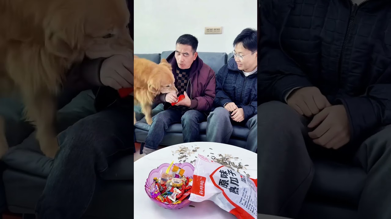 Дядя не зря баловал Мао Мао ❤️#聪明旺豆豆