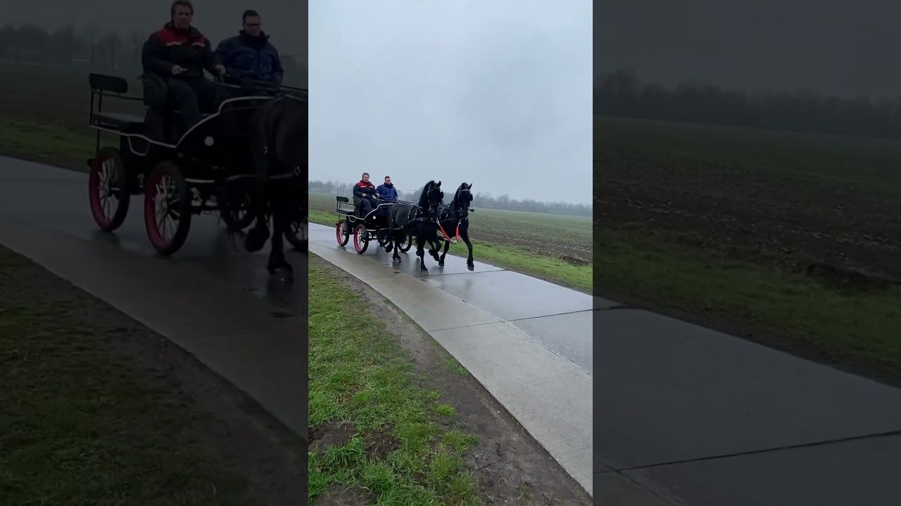 Friese paarden