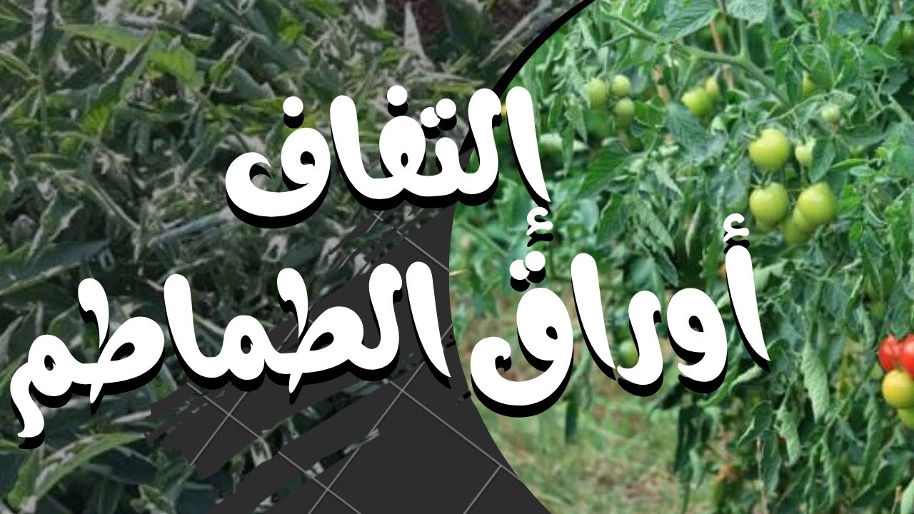 إلتفاف أوراق الطماطم