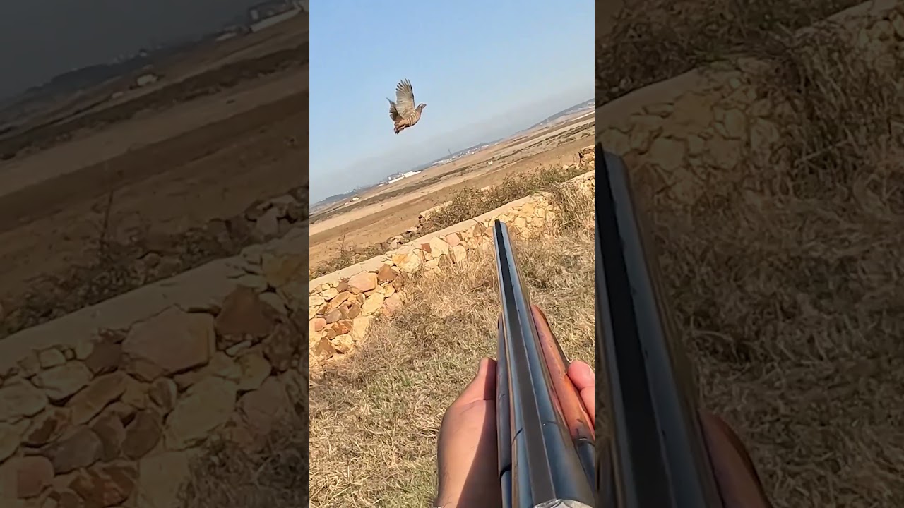 الصيد في أفضل لحظاته