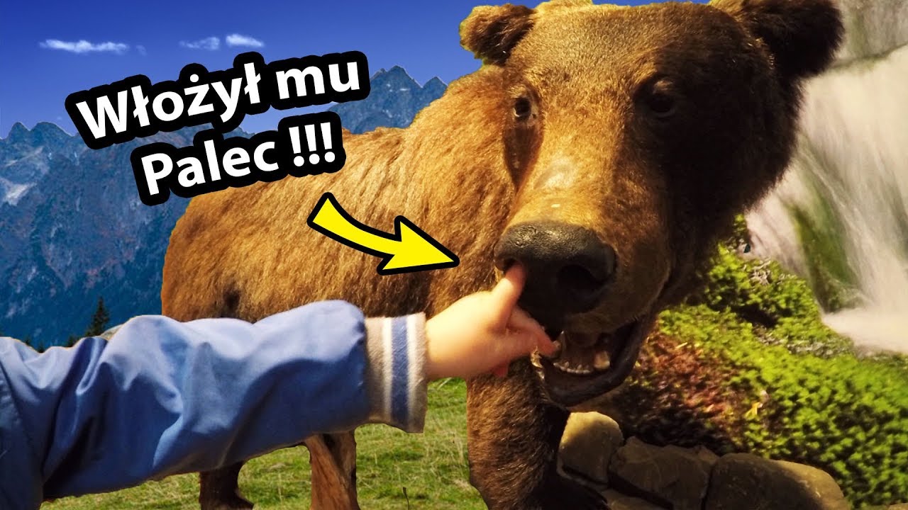 Niedźwiedź z palcem w Nosie !!! - Zagroda Żubrów w Pszczynie z EduRodzinką (Vlog 